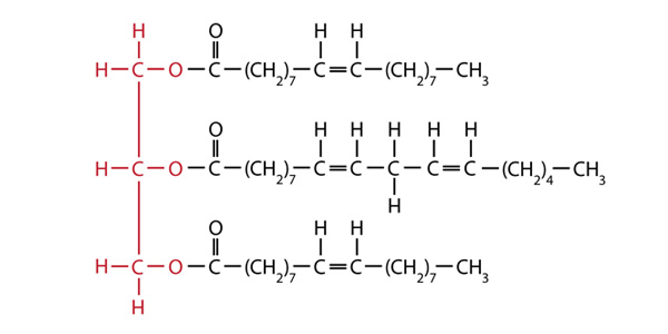 Molecular structure of canola oil